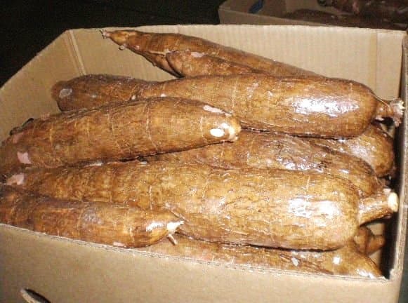 Whole Cassava Root